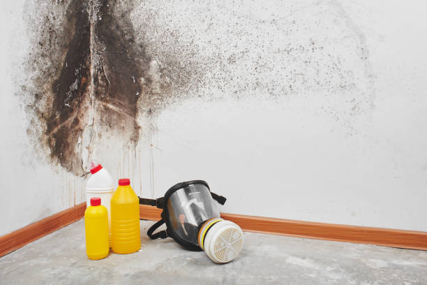 Best Mold Testing and Removal  in Pendleton, OR
