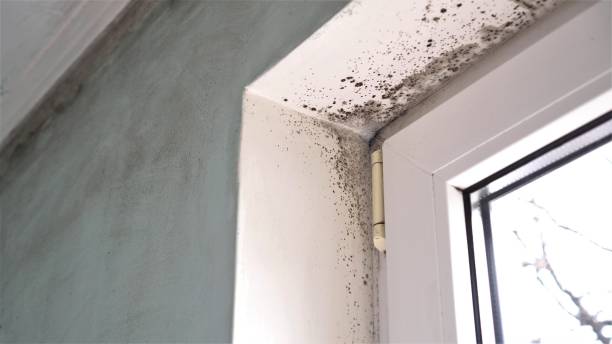 Best Black Mold Removal  in Pendleton, OR