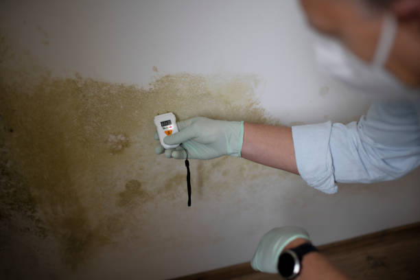 Best Mold Damage Repair  in Pendleton, OR