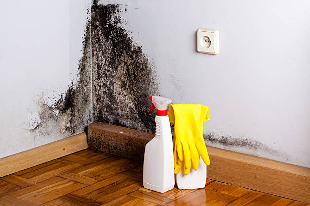 Best Affordable Mold Removal  in Pendleton, OR
