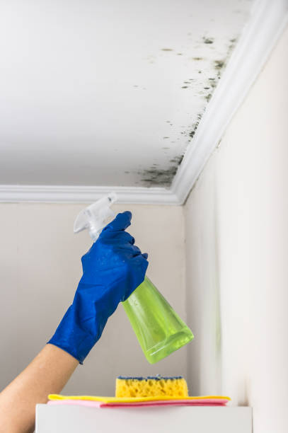 Best Commercial Mold Removal  in Pendleton, OR